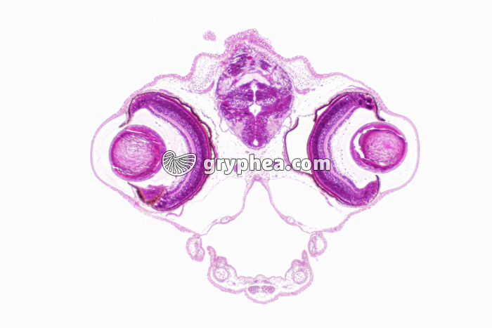Truite - Alevin en CT (niveau céphalique) x10 - gryphea.org